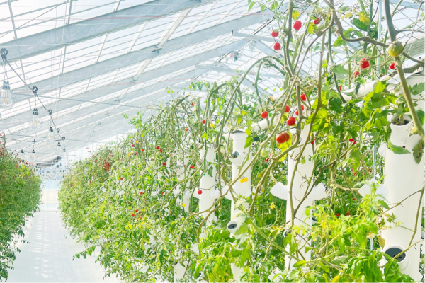 AQUA PONICS TOUR 施設見学